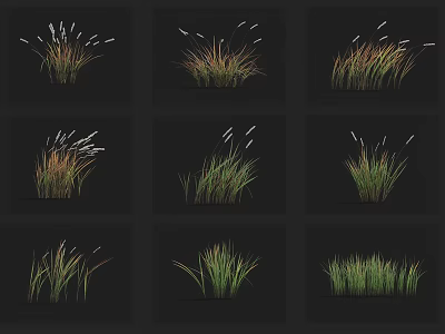 Various Ornamental Grass Varieties Displayed in Green Brown Hues with Feathery Plumes 3d model
