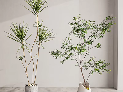 Lush Potted Plants With Long Green Leaves In White Pots Against Neutral Wall 3d model