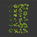Indoor Decorative Plants With Green And Yellow Leaves In Various Shapes Arranged On Dark Background