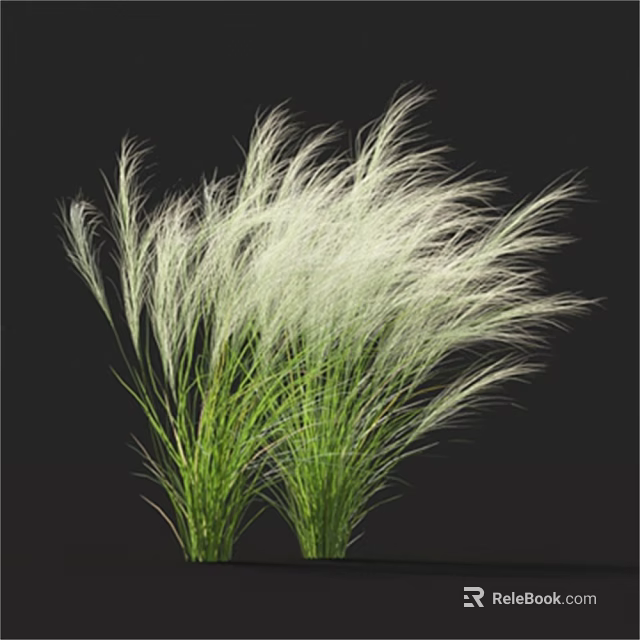 Elegant White Feathery Grass With Green Stems Against Black Background 3d model 