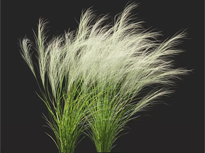 Elegant White Feathery Grass With Green Stems Against Black Background 3d model