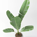 Large Leaf Potted Plant In White Concrete Pot For Indoor Decoration