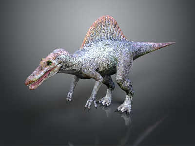 Realistic Spinosaurus Reptile Model With Colorful Sail And Scaly Body Standing On Gray Background 3d model