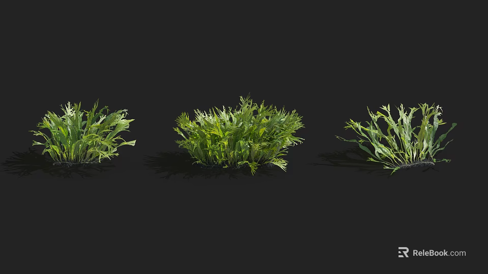 Three Green Shrubs With Different Foliage Shapes For Landscaping Projects 3d model