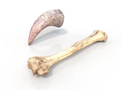 Realistic Animal Horn And Bone Displayed Isolated On White Background 3d model