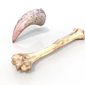 Realistic Animal Horn And Bone Displayed Isolated On White Background