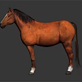 Realistic Chestnut Horse Standing With Shiny Coat Against Gray Background