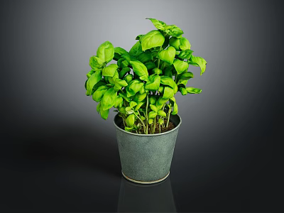 Fresh Green Basil Plant With Healthy Leaves In Gray Ceramic Pot 3d model