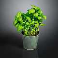 Fresh Green Basil Plant With Healthy Leaves In Gray Ceramic Pot