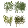 Various Bamboo Plants With Different Heights Green Leaves And Dense Clusters
