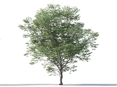 Lush Green Arbor With Strong Trunk And Dense Foliage In Natural Growth 3d model