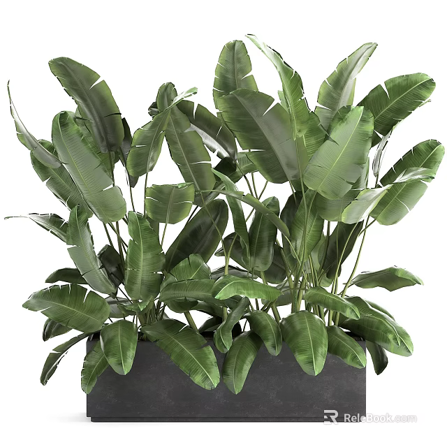 Lush Green Potted Plant With Large Fresh Leaves In Dark Ceramic Pot 3d model 