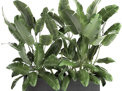 Lush Green Potted Plant With Large Fresh Leaves In Dark Ceramic Pot 3d model