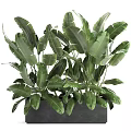 Lush Green Potted Plant With Large Fresh Leaves In Dark Ceramic Pot