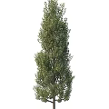 Green Tree Adjacent To Stylish Storage Locker In Outdoor Setting
