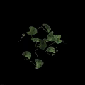 Lush Vining Plant With Heart Shaped Green Leaves And Vibrant Healthy Foliage