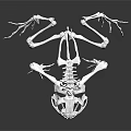 3D Rendered White Medical Device with Complex Structure Articulated Joints Reflective Surface on Black Background