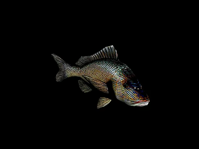Marine Fish With Shiny Scales And Prominent Fins On Black Background 3d model