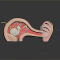 Human Ear Anatomical Model Showing Internal Cochlea Ossicles And External Features 3d model