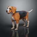 Beagle Puppy With Brown Black And White Fur Standing On Black Background With Reflection