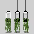 Hanging Basket Plants With Black Frames White Spheres Trailing Green Leaves On Gray Background