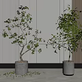 Potted Bonsai Plants In Concrete Pots With Green Foliage And Scattered Leaves