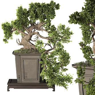 Modern Gardening Sick Bonsai Vase Vegetation Plant 3d model