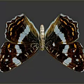 Vibrant Brown And White Butterfly With Blue Spots On Wings 3d model