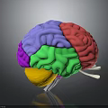 Detailed 3D Human Brain Anatomical Model With Colored Lobes And Neural Structures