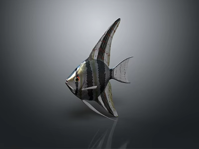 Striped Aquatic Angelfish With Silver Body Black Vertical Stripes And Tall Dorsal Fin 3d model