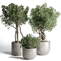 Stylish Bonsai Potted Plants With Tree Like And Shrub Like Growth In Gray Concrete Pots