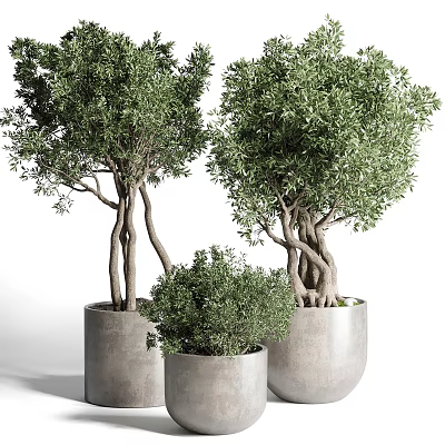 Stylish Bonsai Potted Plants With Tree Like And Shrub Like Growth In Gray Concrete Pots 3d model