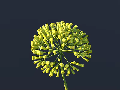 Beautiful Green Spherical Flower with Small Buds Against Dark Background 3d model