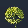 Beautiful Green Spherical Flower with Small Buds Against Dark Background