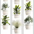 Indoor Potted Plants On White Multi Tiered Shelves With Diverse Green Foliage