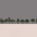Row of Neatly Arranged Arbor Trees in Open Flat Area with Shadows
