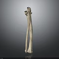 Human Long Bone Anatomical Structure Isolated On Gray Background For Educational Study 3d model