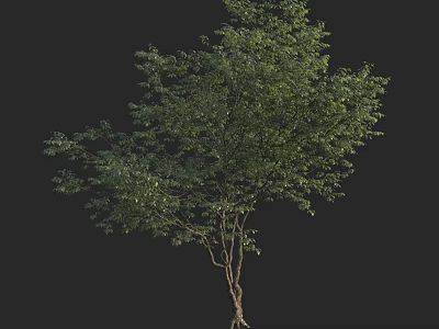 Healthy Arbor With Lush Green Leaves And Strong Trunk And Roots 3d model