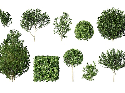 Modern shrubs hedgerow shrubs ball pruning shrubs ornamental shrubs courtyard shrubs ornamental shrubs 3d model