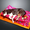 Adorable Dog Resting On Soft Pink Patterned Blanket Over Wooden Mat