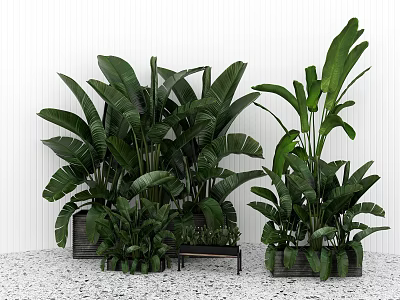 Large Leafy Bonsai Potted Plants Indoor With White Wall And Grey Floor Decor 3d model