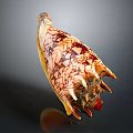 Detailed Animal Organ Structure With Fine Hair And Colorful Surface Patterns