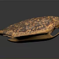 Reptile Turtle Shell with Detailed Brown Orange Patterned Textured Surface on Dark Background 3d model