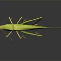 Green Grasshopper With Detailed Body And Transparent Wings On Dark Background