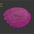 Shellfish With Reddish Brown Textured Shell Featuring Natural Sheen On Dark Reflective Surface
