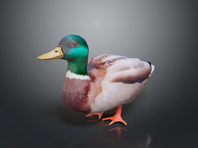 Realistic Duck With Green Head Yellow Beak Brown Body And Orange Feet On Dark Background 3d model