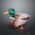 Realistic Duck With Green Head Yellow Beak Brown Body And Orange Feet On Dark Background