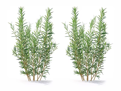 modern potted plant 3d model modern potted plant 3d model