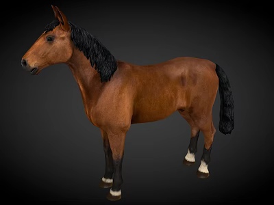 Brown Horse With Black Mane Tail And White Hooves On Dark Background 3d model