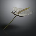 White Anthurium Plant With Green Stem On Dark Background Showing Reflection 3d model